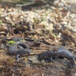 Record 36667 voucher