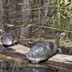 Record 36664 voucher