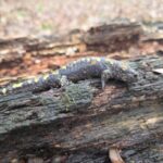 Record 36651 voucher