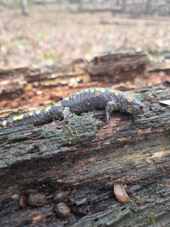 Jeff Schultz - description goes here.