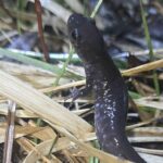 Record 36593 voucher