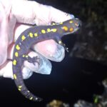 Record 36592 voucher