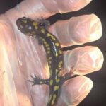 Record 36634 voucher