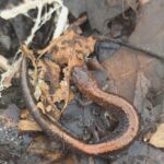 Record 36605 voucher