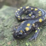 Record 36563 voucher