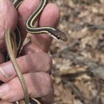 Record 36680 voucher