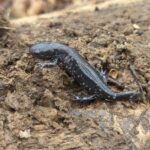 Record 36645 voucher