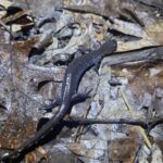 Record 36635 voucher