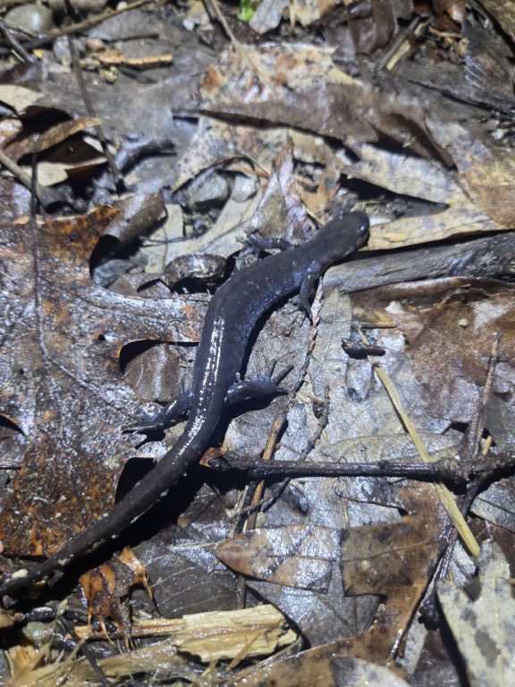 Jeff Schultz - description goes here.