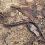 Record 36652 voucher