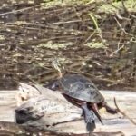 Record 36666 voucher