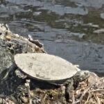 Record 36681 voucher