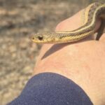 Record 36630 voucher