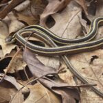 Record 36626 voucher