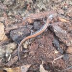 Record 36646 voucher