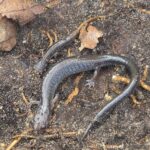 Record 36629 voucher