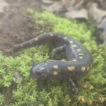 Record 36809 voucher