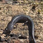 Record 36662 voucher