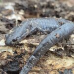 Record 36661 voucher