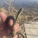 Record 36602 voucher