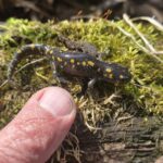 Record 36663 voucher