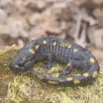 Record 36604 voucher