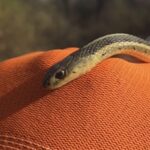 Record 36488 voucher