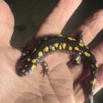 Record 36583 voucher