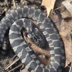 Record 36665 voucher