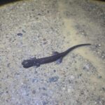 Record 36585 voucher