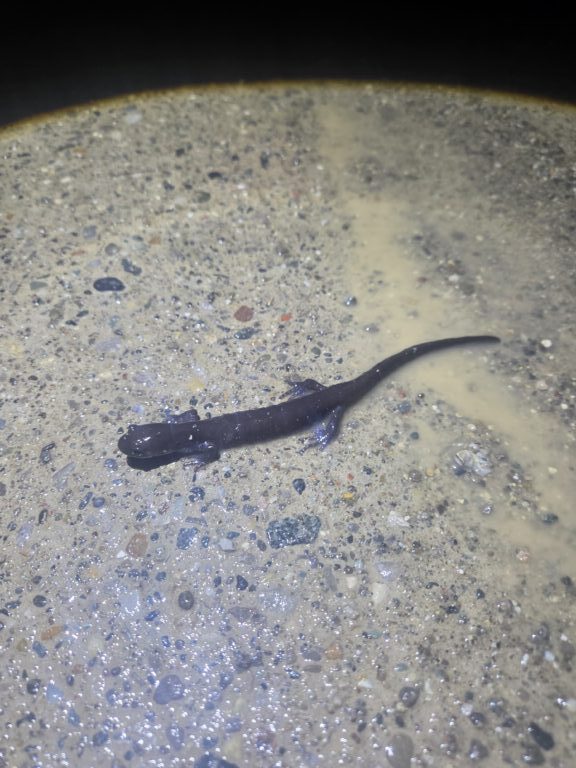 Jeff Schultz - description goes here.