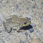 Record 36637 voucher