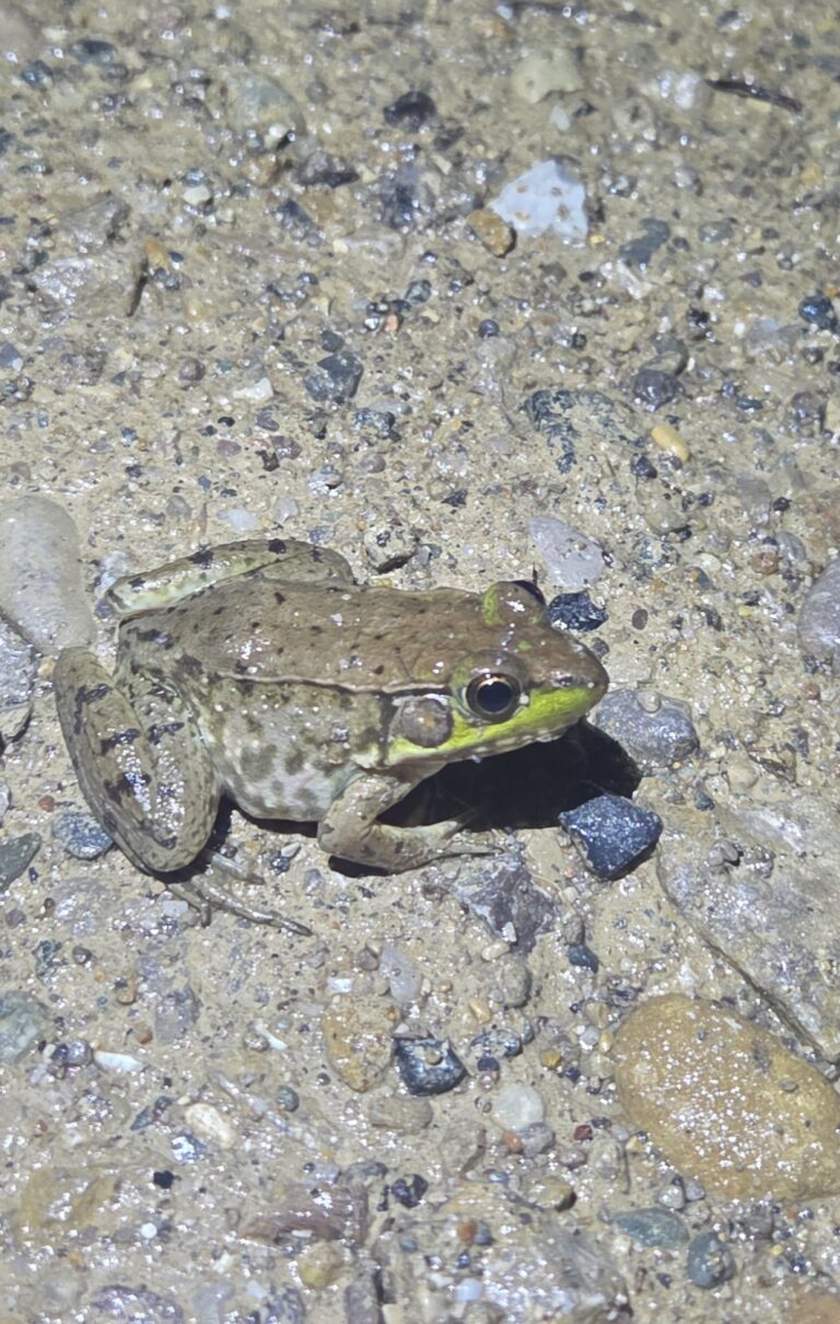 Jeff Schultz - description goes here.