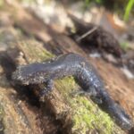 Record 36813 voucher