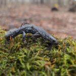 Record 36562 voucher