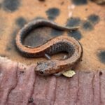 Record 36660 voucher