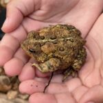 Record 36460 voucher