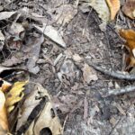 Record 36466 voucher