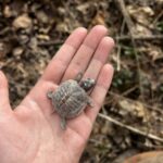 Record 36686 voucher