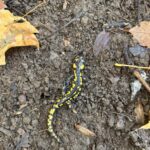 Record 36482 voucher