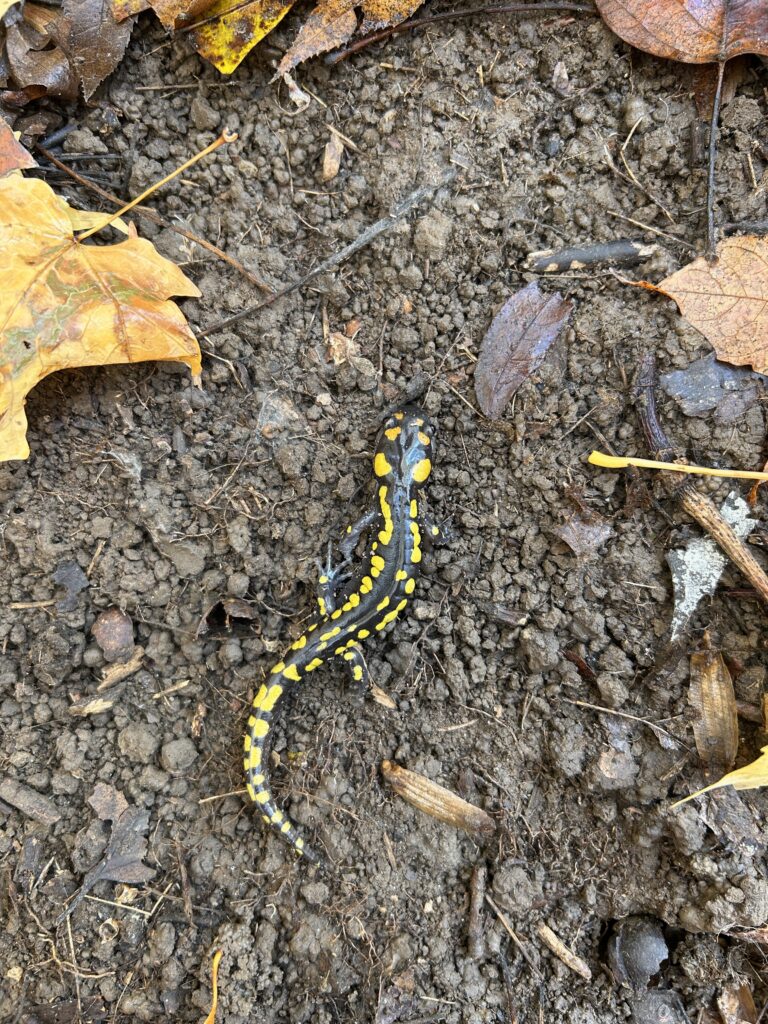 Mandy - description goes here.