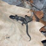 Record 36492 voucher