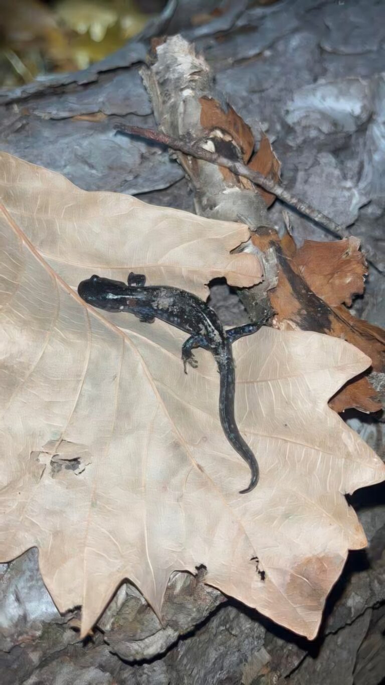 description goes here.