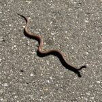 Record 36540 voucher