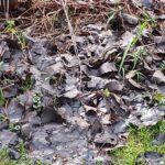 Record 36776 voucher