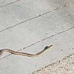 Record 36778 voucher