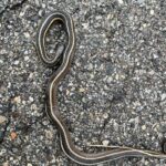 Record 36613 voucher