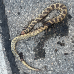 Record 36770 voucher