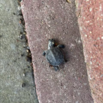 Record 36771 voucher