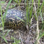 Record 36550 voucher